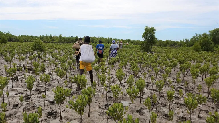 Project Eden: Reforestation