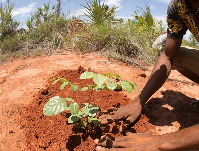 Project Eden: Reforestation
