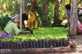 Project Eden: Reforestation