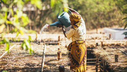 Project Eden: Reforestation